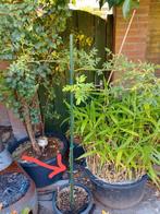 Rozenboom, Overige soorten, Lente, 100 tot 250 cm, Ophalen