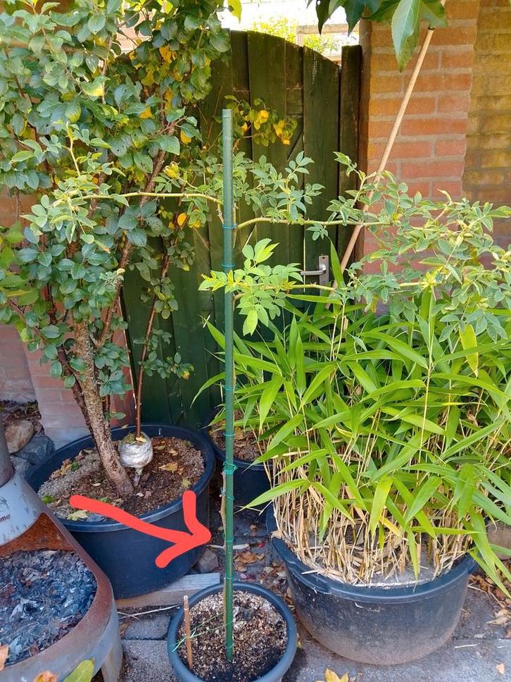 Rozenboom, Tuin en Terras, Planten | Bomen, Overige soorten, 100 tot 250 cm, Volle zon, Lente, In pot, Ophalen