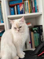 Wit Brits Langhaar, Dieren en Toebehoren, Katten en Kittens | Raskatten | Langhaar, Poes