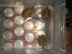 3x waterschildpad zaagrug plmn 8a10cm, Dieren en Toebehoren, Reptielen en Amfibieën, 0 tot 2 jaar