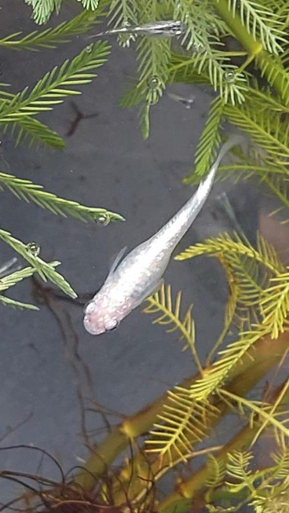Outherglow Wit Japanse rijstvis, Medaka, mini-koi, Dieren en Toebehoren, Vissen | Aquariumvissen, Zoetwatervis, Vis, Schoolvis