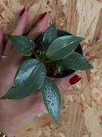 Philodendron Hastatum Silver Sword stekje, Ophalen of Verzenden, Overige soorten, Halfschaduw, Minder dan 100 cm