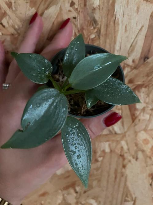 Philodendron Hastatum Silver Sword stekje, Huis en Inrichting, Kamerplanten, Overige soorten, Minder dan 100 cm, Halfschaduw, Ophalen of Verzenden