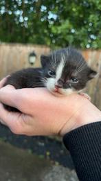 6 lieve kittens te koop, Dieren en Toebehoren, Katten en Kittens | Overige Katten, Meerdere dieren, Kortharig, 0 tot 2 jaar