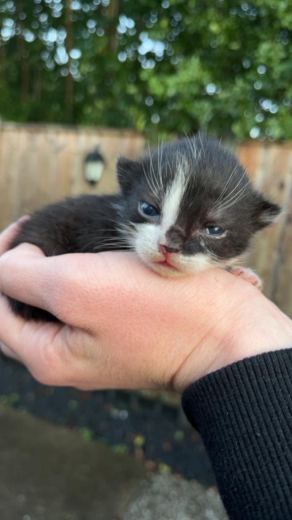 6 lieve kittens te koop, Dieren en Toebehoren, Katten en Kittens | Overige Katten, Kortharig, Meerdere dieren, 0 tot 2 jaar