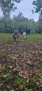 Amerikaanse staffordshire teefje zoekt dekreu, Dieren en Toebehoren, Rabiës (hondsdolheid), Teef, Eén hond, 3 tot 5 jaar