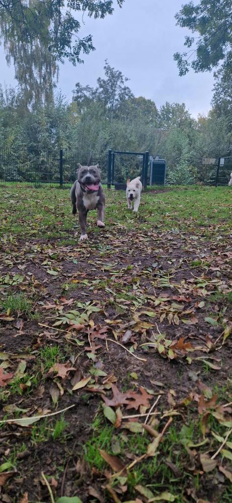 Amerikaanse staffordshire teefje zoekt dekreu, Dieren en Toebehoren, Honden | Dekreuen, Teef, Particulier, Eén hond, Nederland