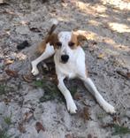Waar mag deze leuke spontane pup Porthos komen wonen?, Dieren en Toebehoren, Honden | Niet-rashonden, Particulier, Rabiës (hondsdolheid)