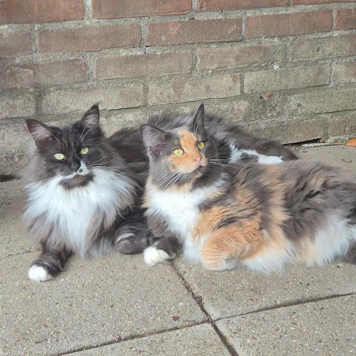 Maine coon zusjes, Dieren en Toebehoren, Katten en Kittens | Raskatten | Langhaar, Poes, Gechipt