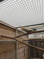 Valkparkiet opaline pop, Dieren en Toebehoren, Vrouwelijk, Parkiet, Geringd