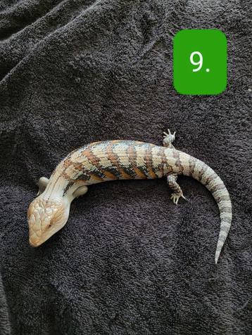 Jonge Blauwtong Skink - Tiliqua Scincoides Intermedia beschikbaar voor biedingen
