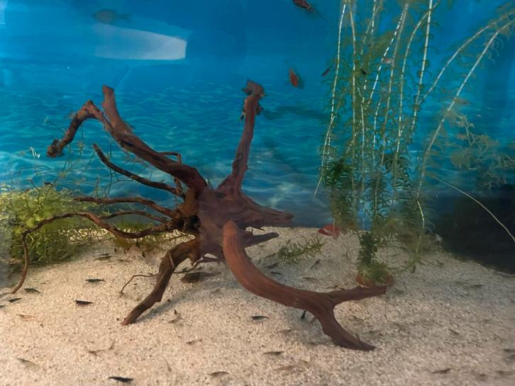 Aquarium, Dieren en Toebehoren, Vissen | Aquaria en Toebehoren, Gevuld zoetwateraquarium, Ophalen of Verzenden