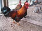 Welsumer krielhaan, Dieren en Toebehoren, Pluimvee, Mannelijk, Kip