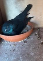 Takla, Meerdere dieren, Overige soorten