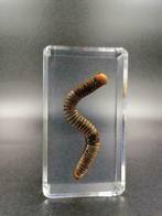 Hars Insecten - Millipede - 100% Helder