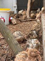 Jonge Japanse kwartel hennen, ook grotere aantallen mogelijk, Dieren en Toebehoren, Pluimvee, Vrouwelijk, Overige soorten