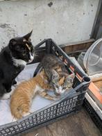 boerderij kittens, Dieren en Toebehoren, Katten en Kittens | Overige Katten, Meerdere dieren, Kortharig, 0 tot 2 jaar