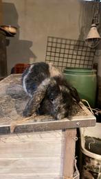 Hollandse dwerg hangoor konijn rammetje, Dieren en Toebehoren, Konijnen, Mannelijk, Dwerg, Hangoor