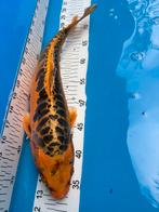 40 cm koi, Dieren en Toebehoren, Karper of Koi