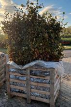‼️AKTIE‼️ 1x pallet groene beuken 60 stuks 200-225, Ophalen of Verzenden, Bloeit niet, Halfschaduw, Overige soorten