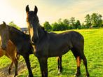 Aansprekende 1e premie jaarling hengst., Dieren en Toebehoren, Paarden, Hengst, Onbeleerd, Gechipt, 0 tot 2 jaar