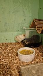 2 hennen chinese dwergkwartels, Dieren en Toebehoren, Vogels | Overige Vogels, Vrouwelijk