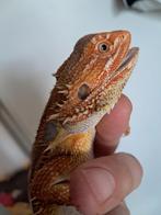 Baardagaam (flareon a.k.a fat fuck), Dieren en Toebehoren, Reptielen en Amfibieën, 0 tot 2 jaar