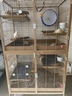 Rattery, al de dieren, jonge dieren, ratten, rittens,1 koop!, Dieren en Toebehoren, Knaagdieren, Meerdere dieren, Rat, Tam