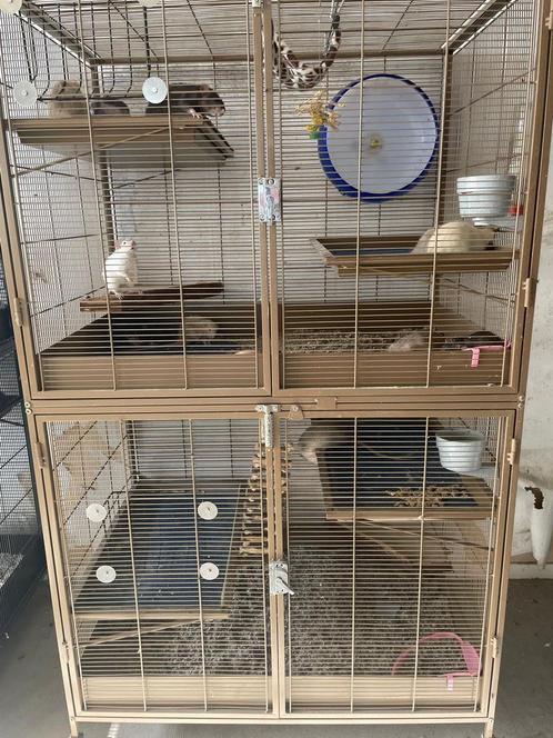 Rattery, al de dieren, jonge dieren, ratten, rittens,1 koop!, Dieren en Toebehoren, Knaagdieren, Meerdere dieren, Rat, Tam