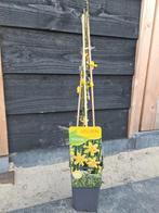Gele Winterjasmijn klimplant, Vaste plant, Ophalen of Verzenden, Halfschaduw, Klimplanten