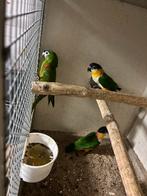 0-1 nobilis ara 2023, 0-2 zwartkop caiques 2023/2024, Dieren en Toebehoren, Vogels | Parkieten en Papegaaien, Vrouwelijk, Papegaai