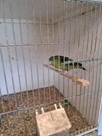 Catharinaparkiet, Meerdere dieren, Parkiet