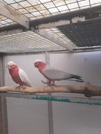 ROSE KAKETOE SPLIT  X LUTINO 2021, Meerdere dieren, Papegaai, Geringd