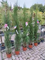 Cipres Zuilbomen in Pot, Bloeit niet, 100 tot 250 cm, Zuilboom, Ophalen