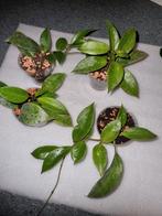 Hoya STEL JE EIGEN PAKKET SAMEN €2,50- p.s, Huis en Inrichting, Kamerplanten, Ophalen of Verzenden, Overige soorten, Minder dan 100 cm