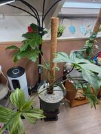 Setje 2 planten met full spectrum groeilamp  op voet, Huis en Inrichting, Kamerplanten, Ophalen, 100 tot 150 cm, Overige soorten