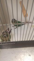 Jonge Purryhas, Geslacht onbekend, Parkiet, Geringd
