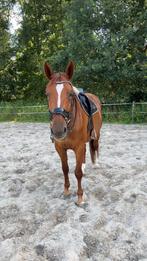 ️bijrijder gezocht voor lieve merrie️, Diensten en Vakmensen, Dieren | Paarden | Verzorging, Oppas en Les, Ruiter of Bijrijder