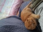GEZOCHT nagelknipper kat, Dieren en Toebehoren, Poes