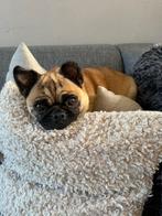 Retro mopshond, Teef, Eén hond, Klein, 3 tot 5 jaar