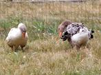 Krulveer sebastopol ganzen, Dieren en Toebehoren, Meerdere dieren, Gans of Zwaan