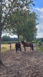 Stalling aangeboden | 24/7 buiten | Oss, Dieren en Toebehoren, Stalling en Weidegang, Weidegang, 1 paard of pony