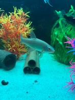 Goudzeelt, Dieren en Toebehoren, Vissen | Aquariumvissen, Vis, Zoetwatervis, Schoolvis