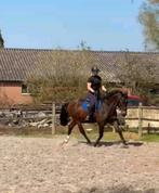 Bijrijder aangeboden/bijrijdpaard gezocht, Ophalen of Verzenden