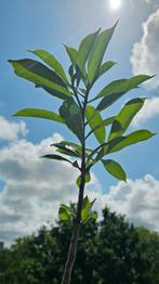 Afrikaanse Baobab (Adansonia digitata) – Apenbroodboom, Minder dan 100 cm, Zomer, Volle zon, In pot