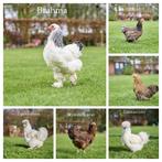 Nieuwe jonge ras kippen, Dieren en Toebehoren, Pluimvee, Kip, Vrouwelijk