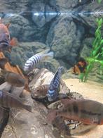 Mbuna cichlide kweekgroep , vrschillende maten jonkies, Dieren en Toebehoren, Vissen | Aquariumvissen, Vis