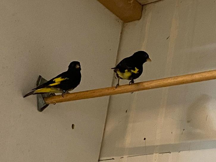 Zwarte sijsen, Dieren en Toebehoren, Vogels | Overige Vogels, Tropenvogel, Meerdere dieren, Geringd