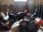 Mest kalkoenen, Dieren en Toebehoren, Meerdere dieren, Kalkoen