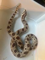Haakneus heterodon nasicus 0.1, Dieren en Toebehoren, Reptielen en Amfibieën, Slang